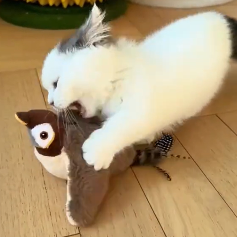 Interactieve mus die flappert en tjilpt voor je kat