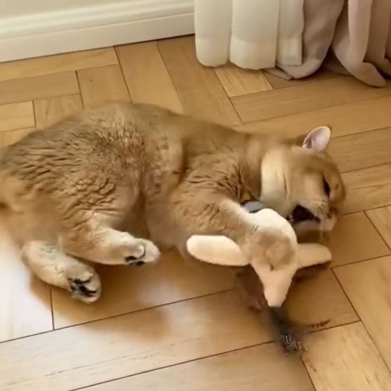 Interactieve mus die flappert en tjilpt voor je kat